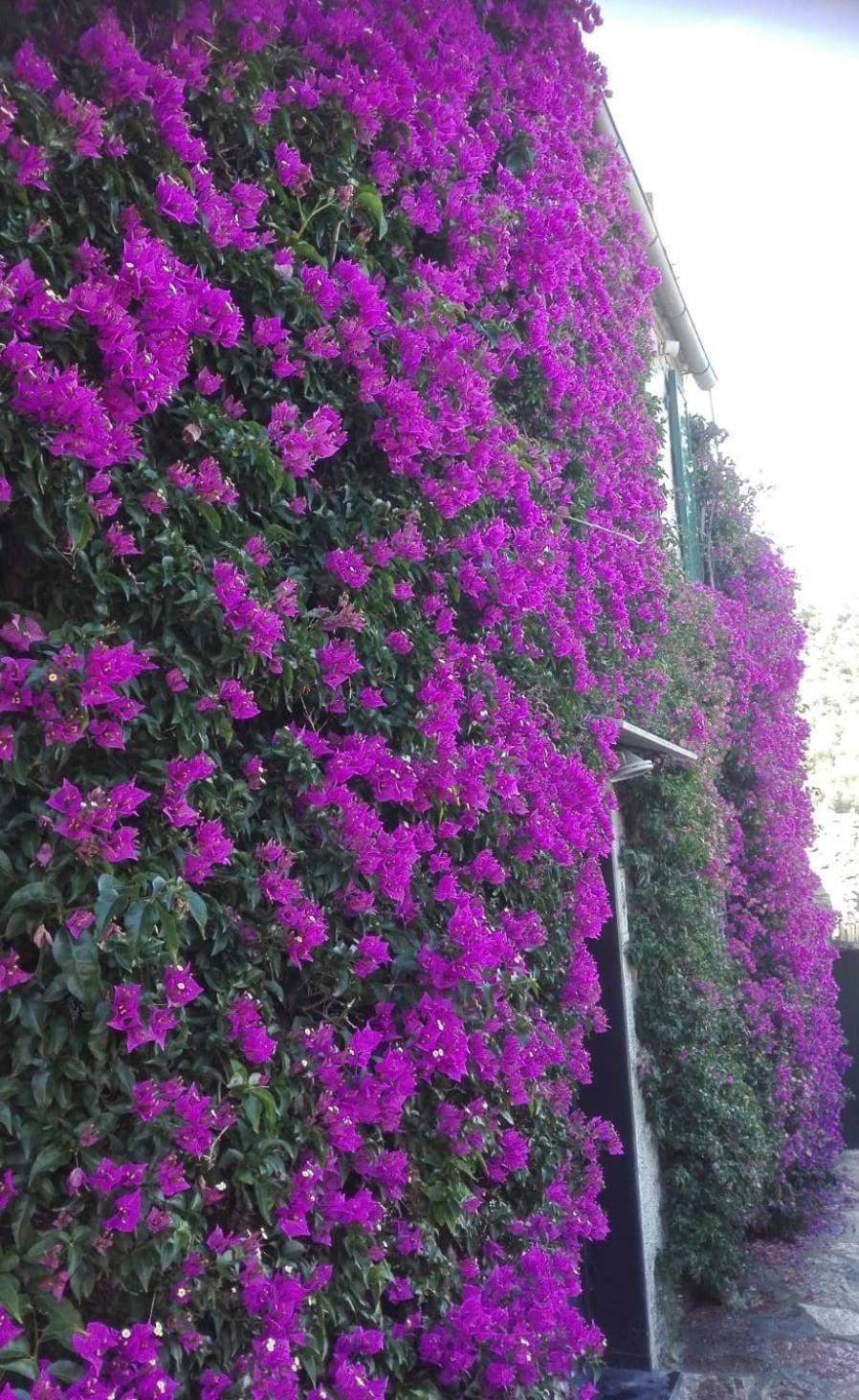 La Bouganvilla 韦内雷港 外观 照片
